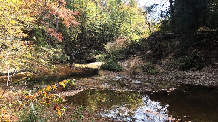 a trail with water and trees