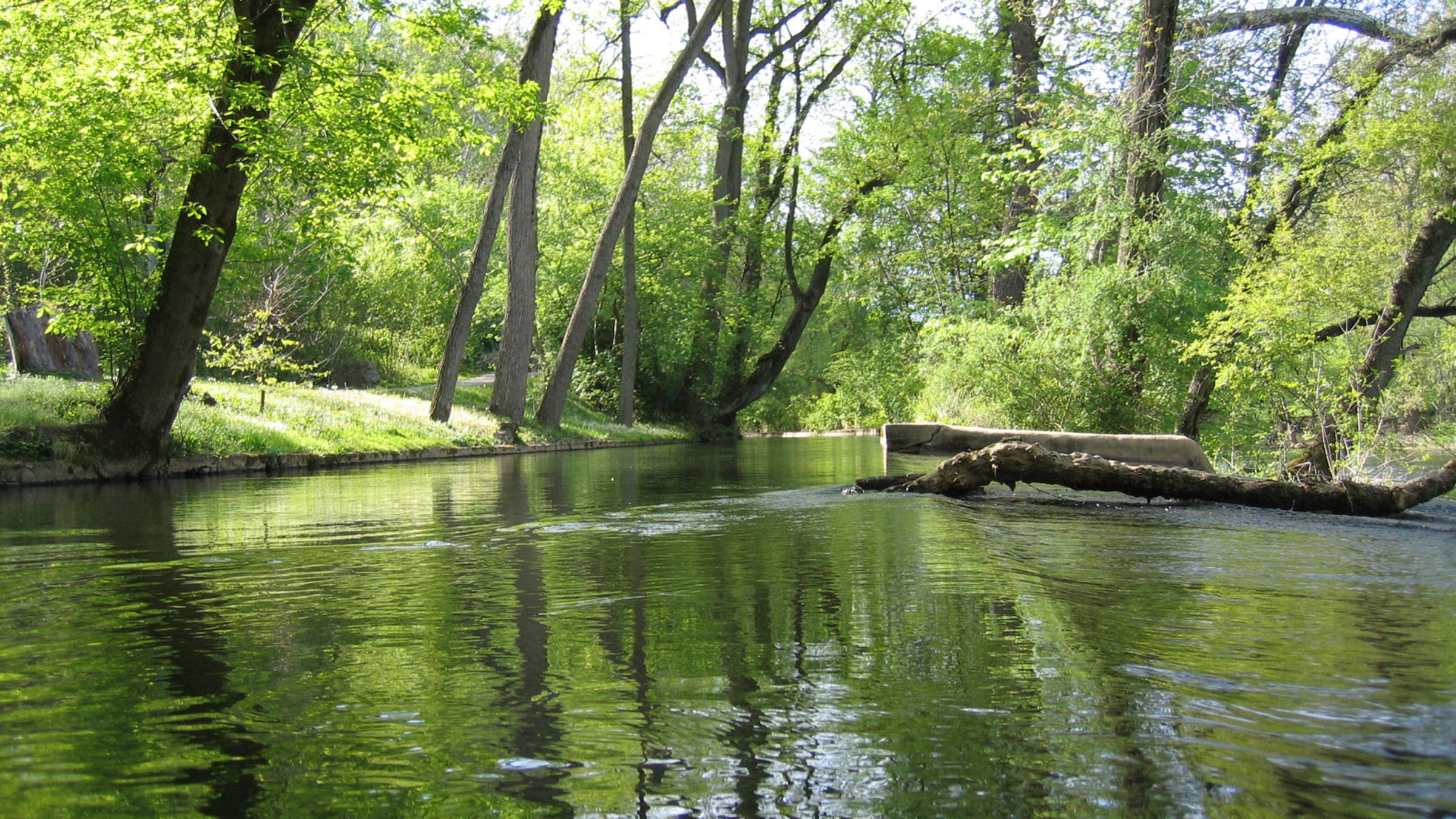 View of the creek with green trees all around