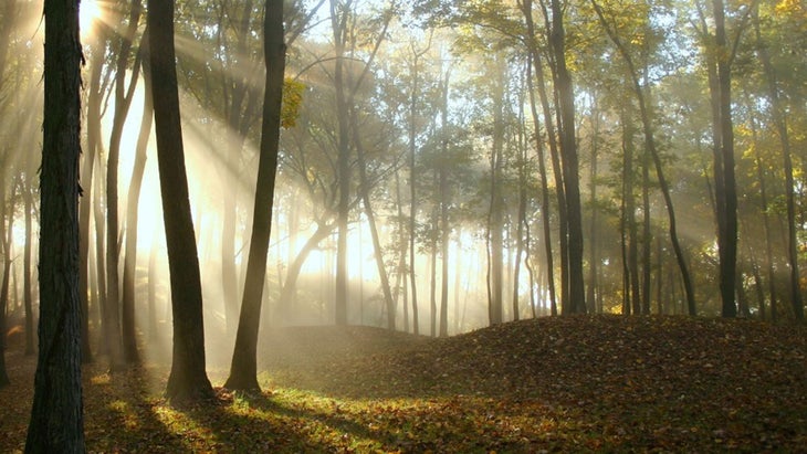 sun shining through woods