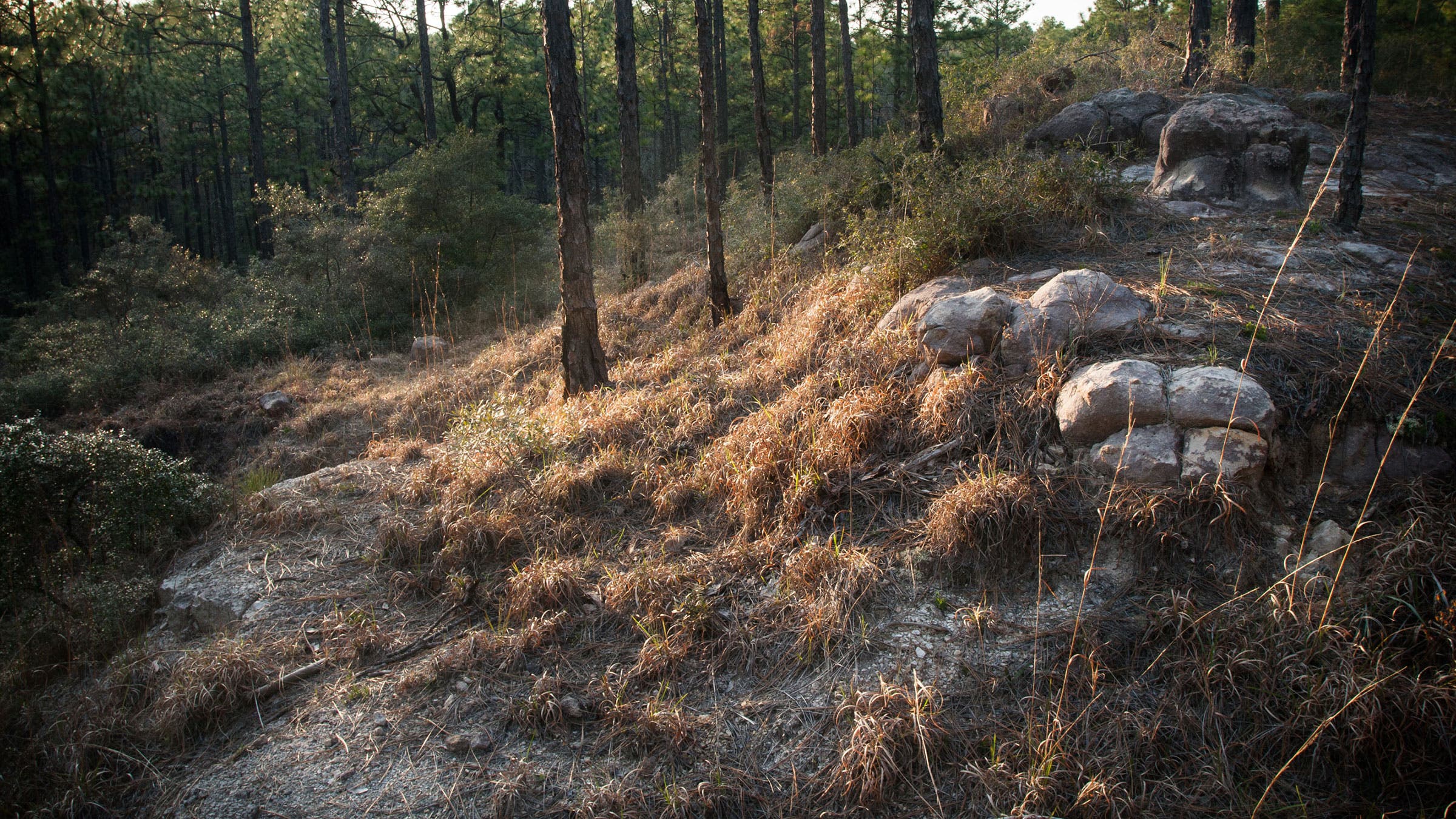 trail with grass and woods