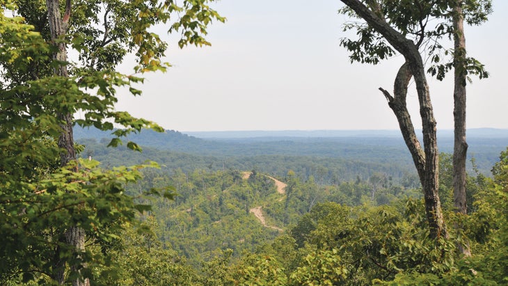 high up view of green forest