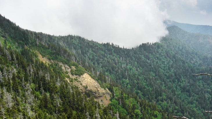 misty green forest mountains