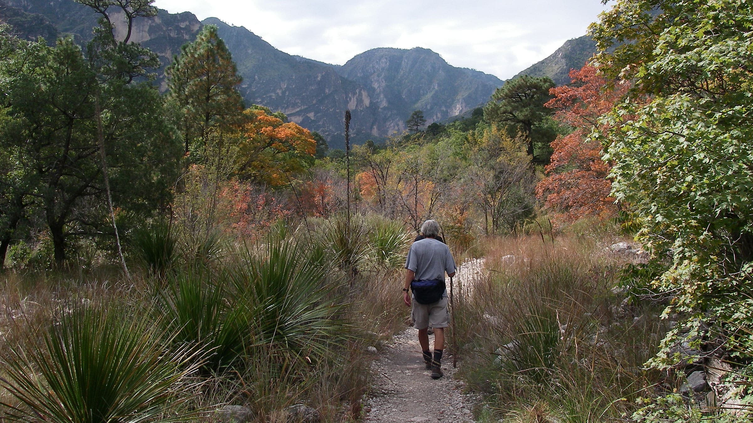 hiker on singletrack through yucca, mountains in distance