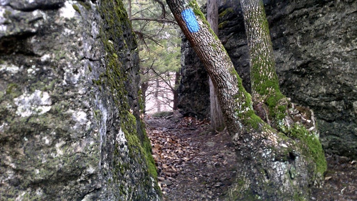 trail through the woods