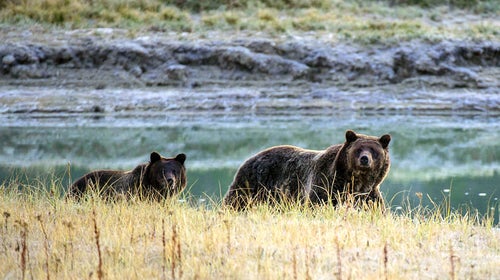 Humans and grizzlies need to find a way to coexist because, as Andrews notes, “there are two kinds of mountains in Montana: those that still contain grizzlies and those that have lost them.”