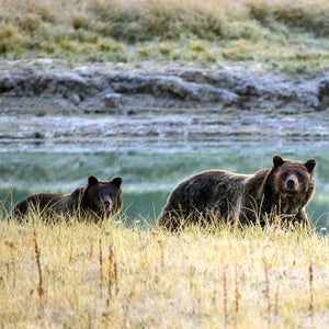 Humans and grizzlies need to find a way to coexist because, as Andrews notes, “there are two kinds of mountains in Montana: those that still contain grizzlies and those that have lost them.”