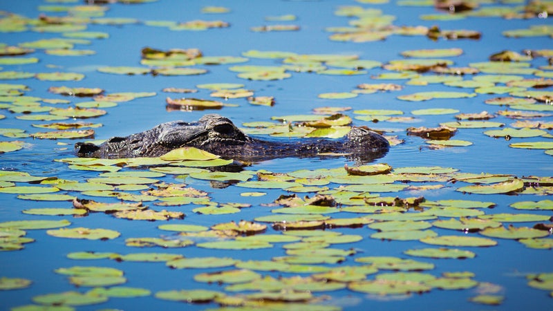 everglades tourist video