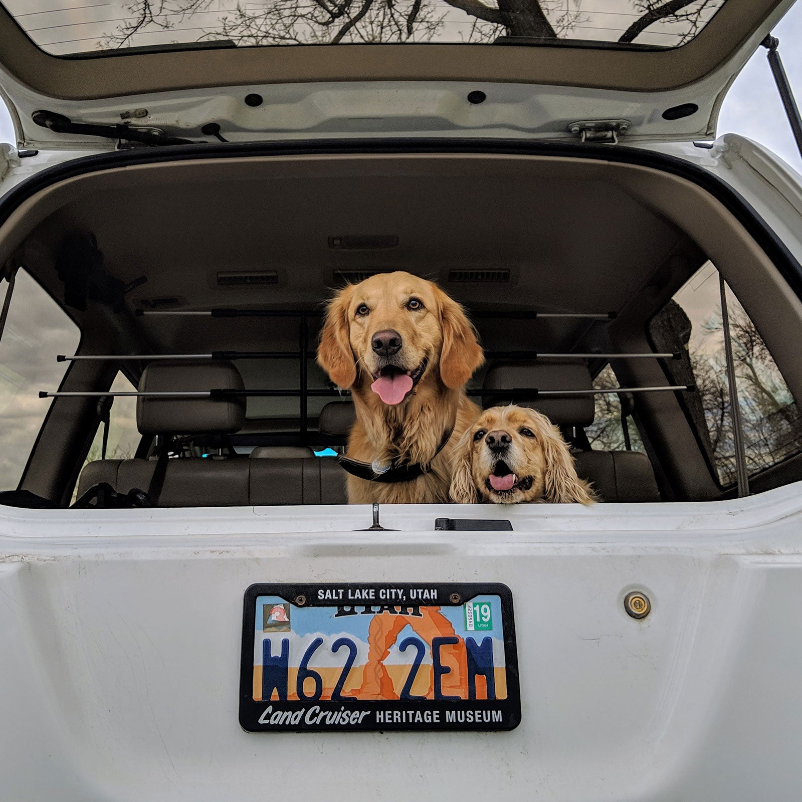 Dog in outlet footwell of car