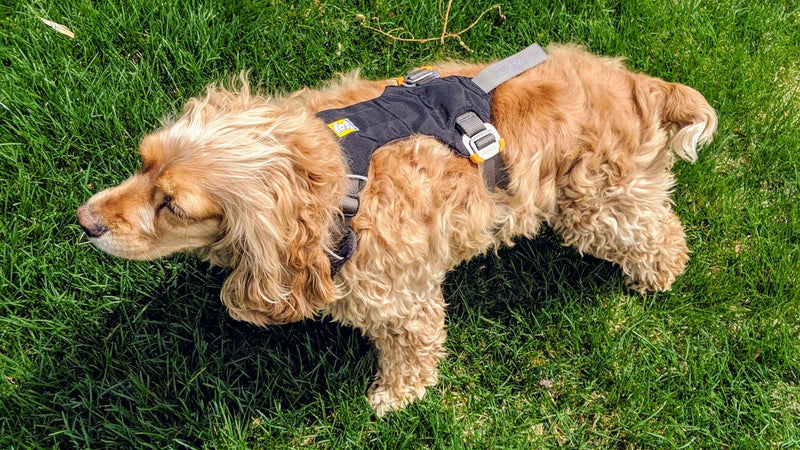 The Load Up can be adjusted depending on the dog鈥檚 dimensions. Unfortunately, it can鈥檛 really be used as your everyday harness given the lack of appropriate places to attach a leash.
