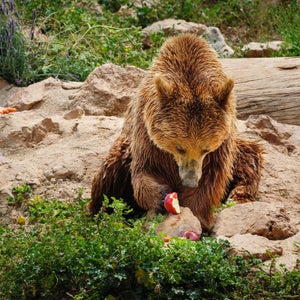 Stay safe in the wild with these bear-proof gear items.