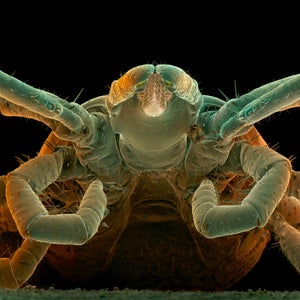 With incisor-like claws that can tunnel beneath your skin in seconds, ticks are rapidly becoming the world’s scariest purveyors of deadly pathogens.