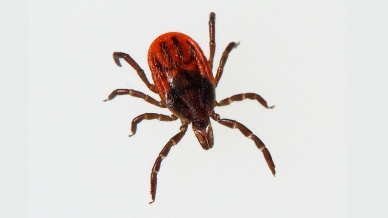 A black-legged tick