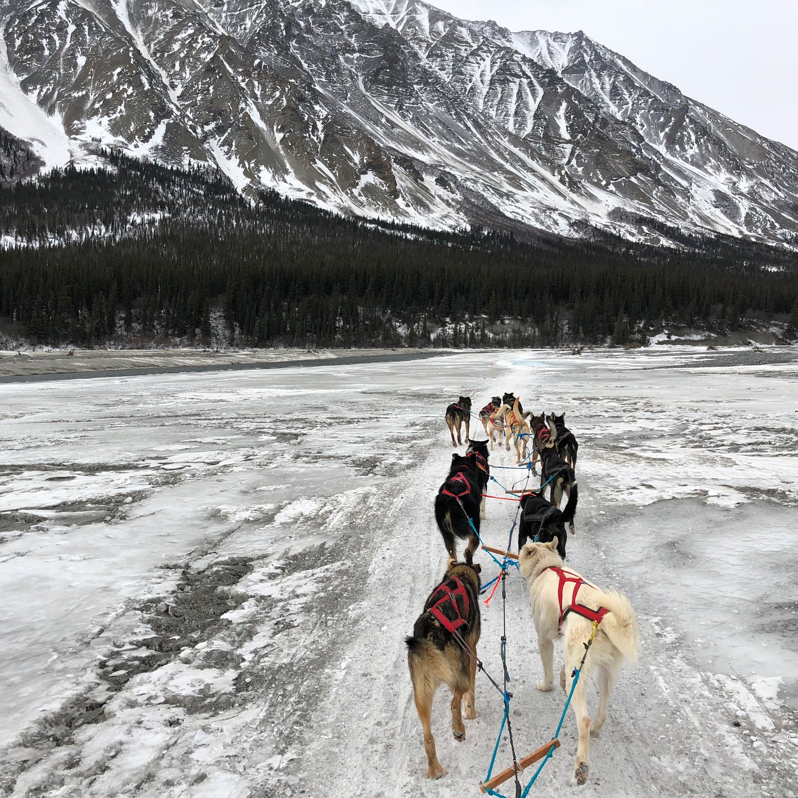 “If you get lost on sea ice,” my notes for this part of the trail read, “mush straight into the wind until you reach the shore.”