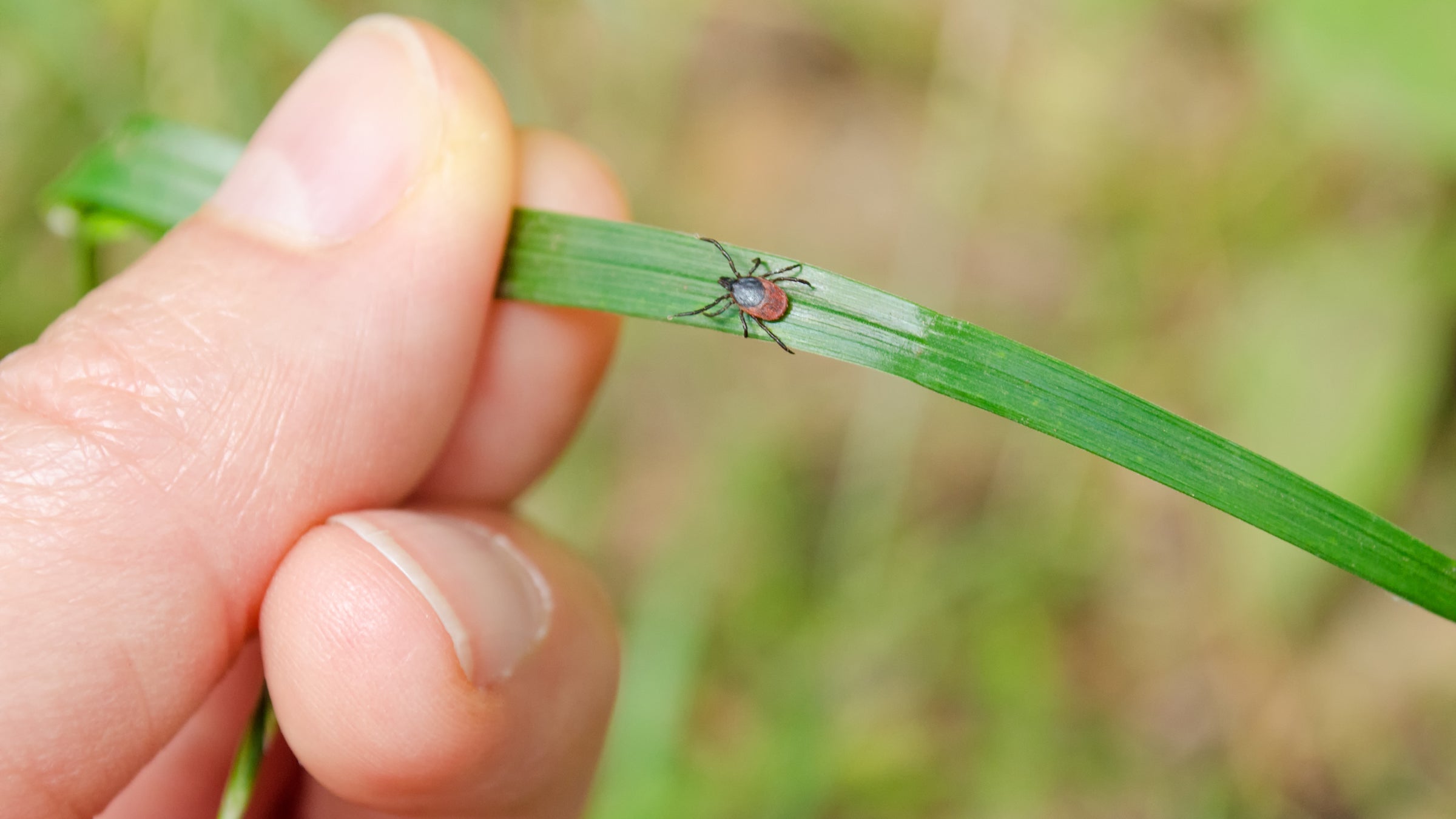 Tick nymphs, the most common form to infect humans, are found in leaf litter, close to the ground.