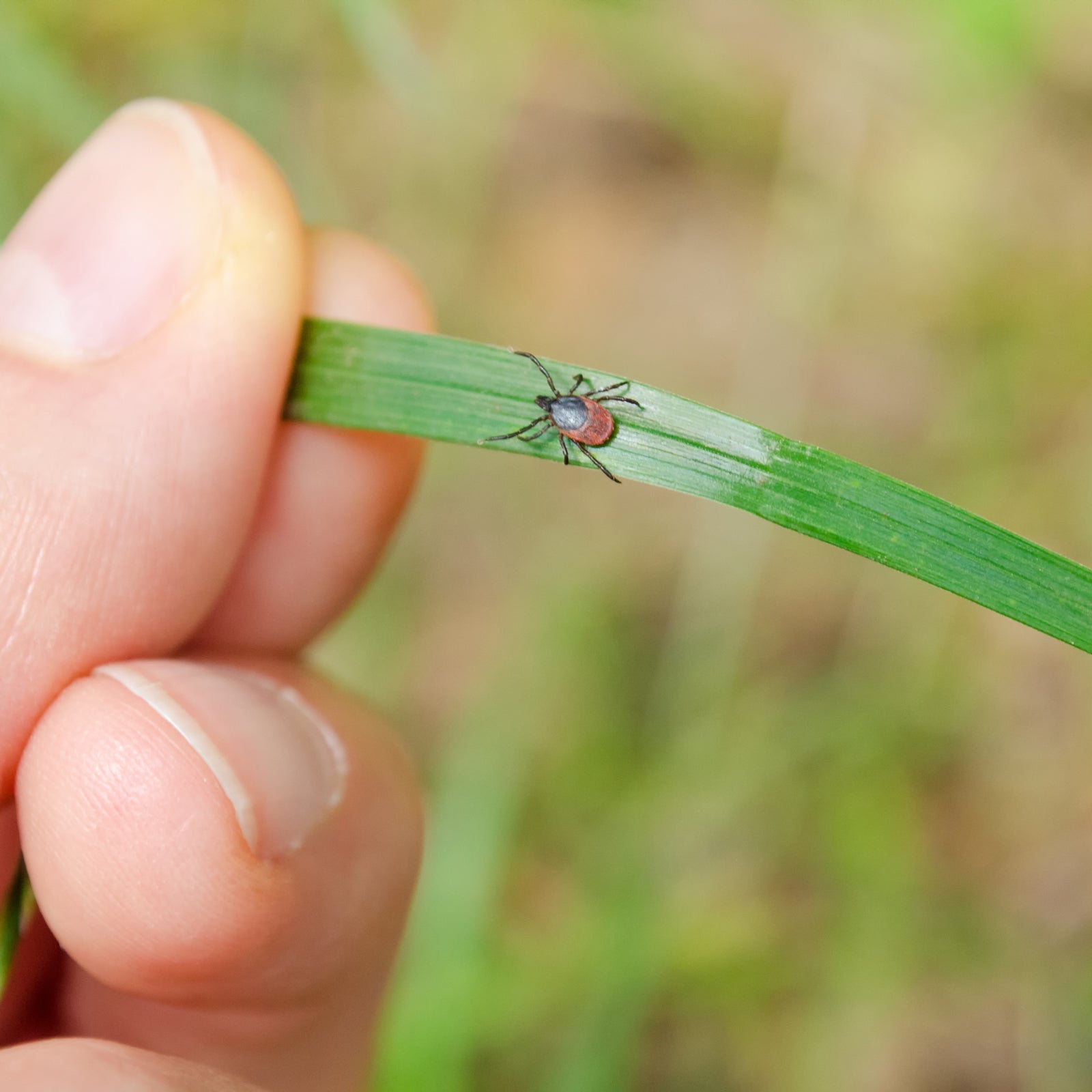 Tick nymphs, the most common form to infect humans, are found in leaf litter, close to the ground.