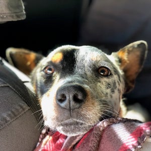 Meatloaf's about a year old and three legs strong.