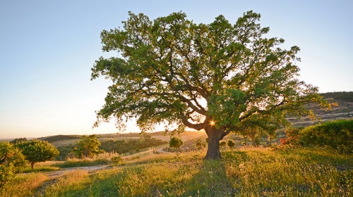 If there were ever a truly holy war, this struggle—to save the whole of life from ourselves—is it.