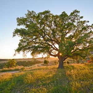 If there were ever a truly holy war, this struggle—to save the whole of life from ourselves—is it.
