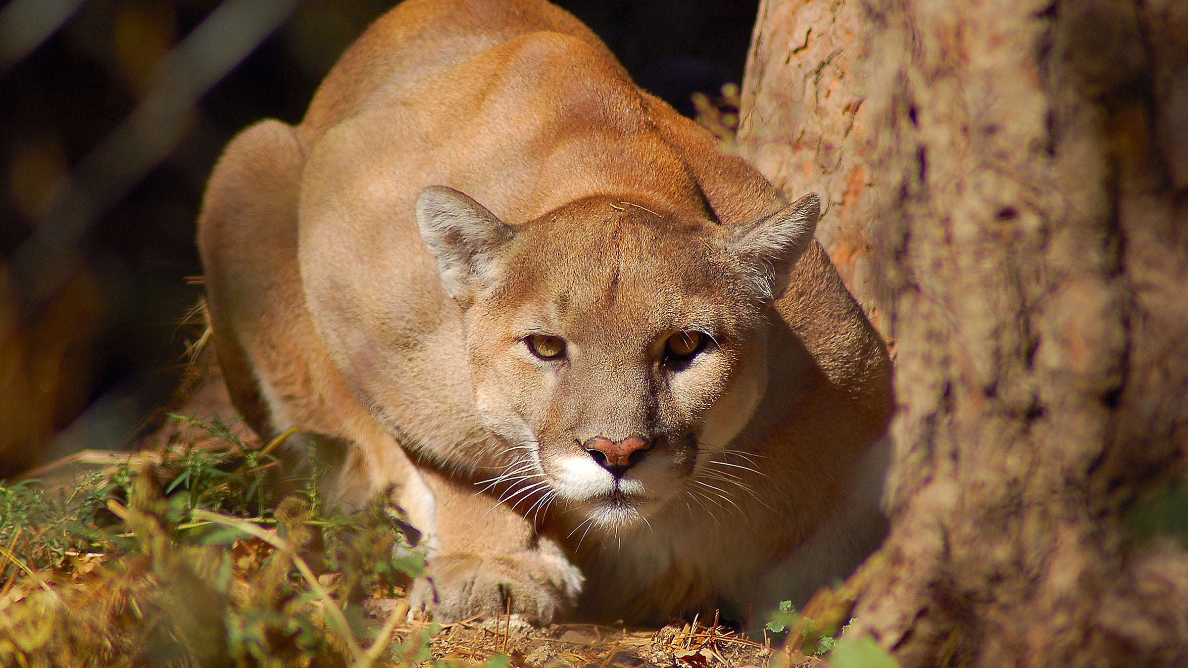 mountain lion jaw