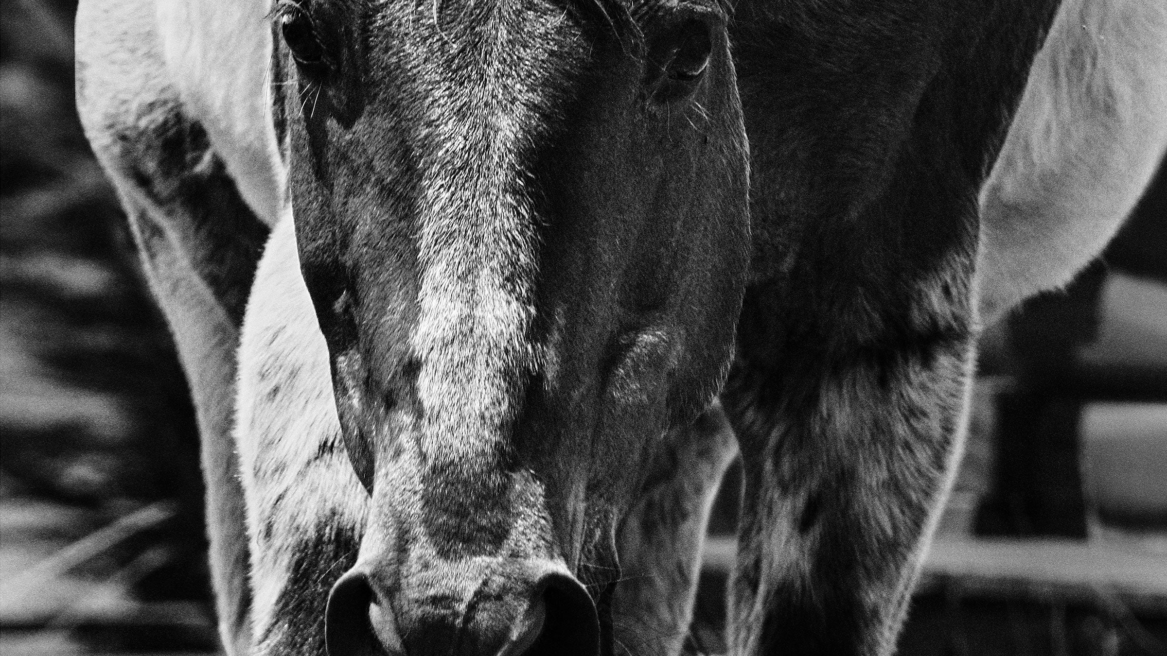 Roany had kind eyes and a good nature. Last summer, Pam Houston had to bury him.