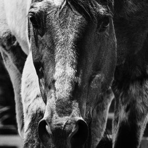 Roany had kind eyes and a good nature. Last summer, Pam Houston had to bury him.