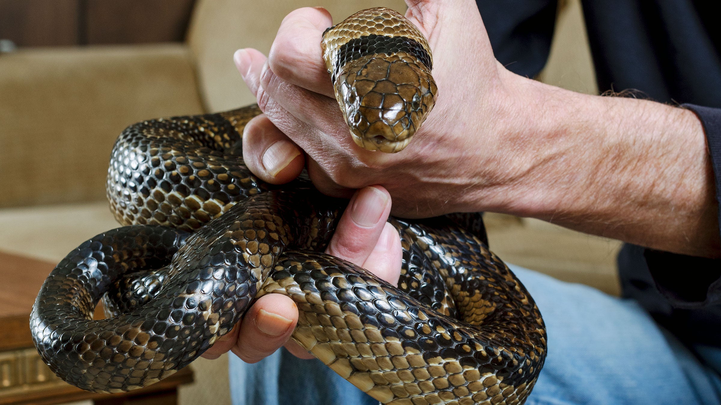 WATCH: This man catching Black Mamba, one of the most deadliest