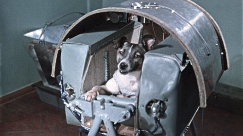 Laika, the world's first cosmonaut