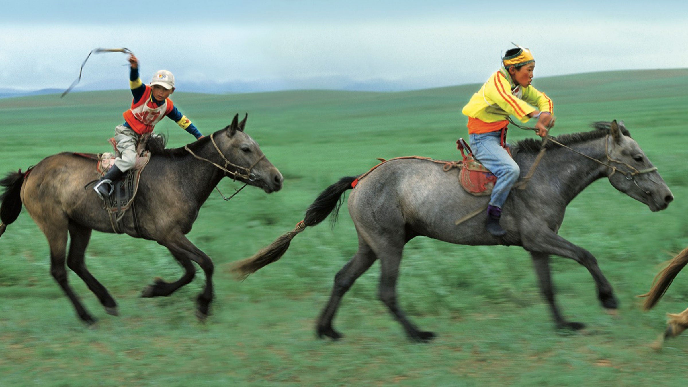 mongolian horses