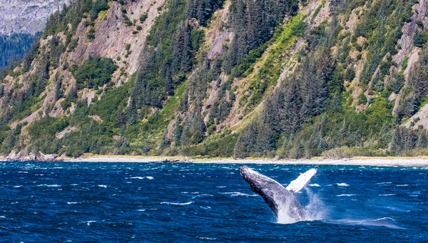 A whale jumps in Kenai Fjords National Park - here are the best parks near you