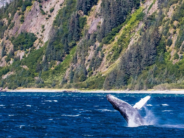 A whale jumps in Kenai Fjords National Park - here are the best parks near you