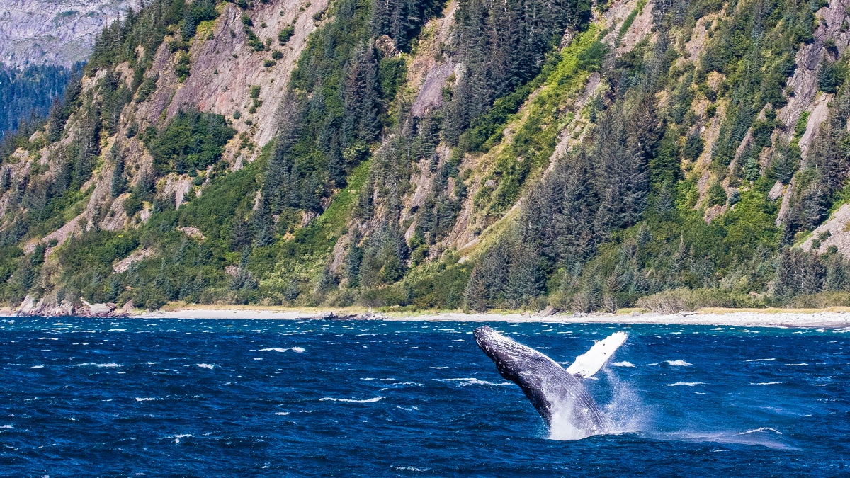 Fjords Falcon High Point 2023 