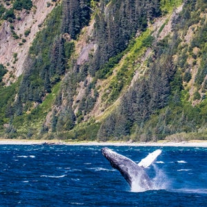 A whale jumps in Kenai Fjords National Park