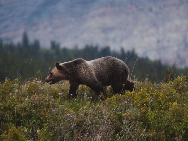 Bear attacks are personal in the Yukon—there is no hiding from them.