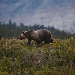Bear attacks are personal in the Yukon—there is no hiding from them.