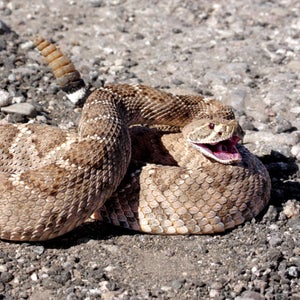 Did an Idaho Couple Really Find a Scary Snake in Their Toilet?