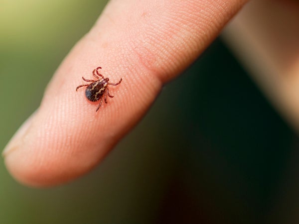 Before you go out into the woods, ake sure you know how to prevent and remove ticks.
