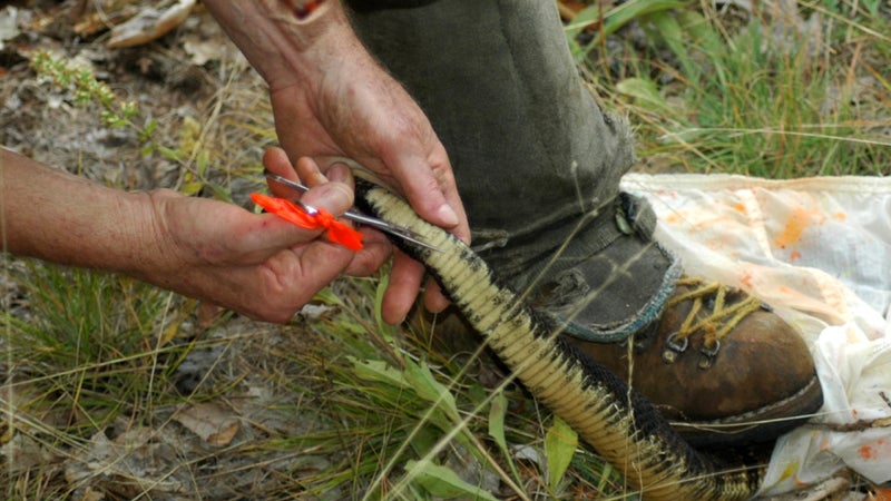 Brown marking a rattlesnake
