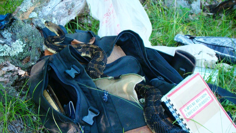 A timber rattlesnake on field equipment