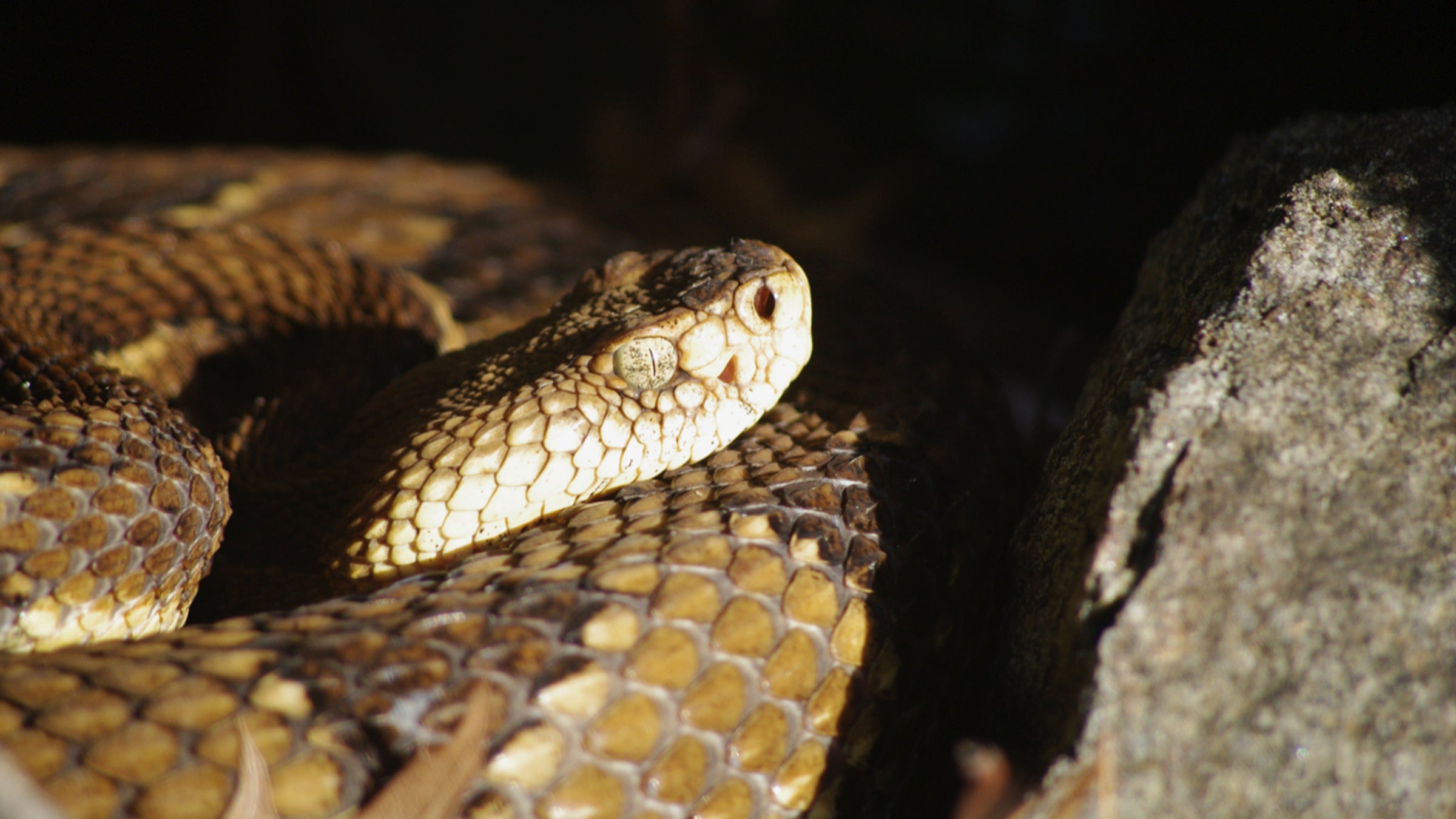 The Camper's Guide to Snake Safety - Campendium