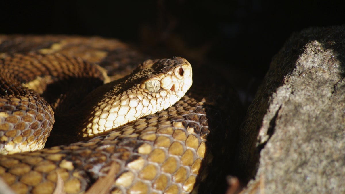 The Town That Lives with Rattlesnakes - Outside Online