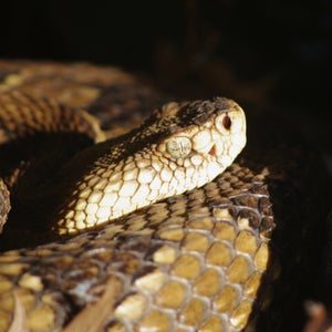 “As I’d come to understand, this was a community not only accustomed to living beside rattlers but excited to do so.”