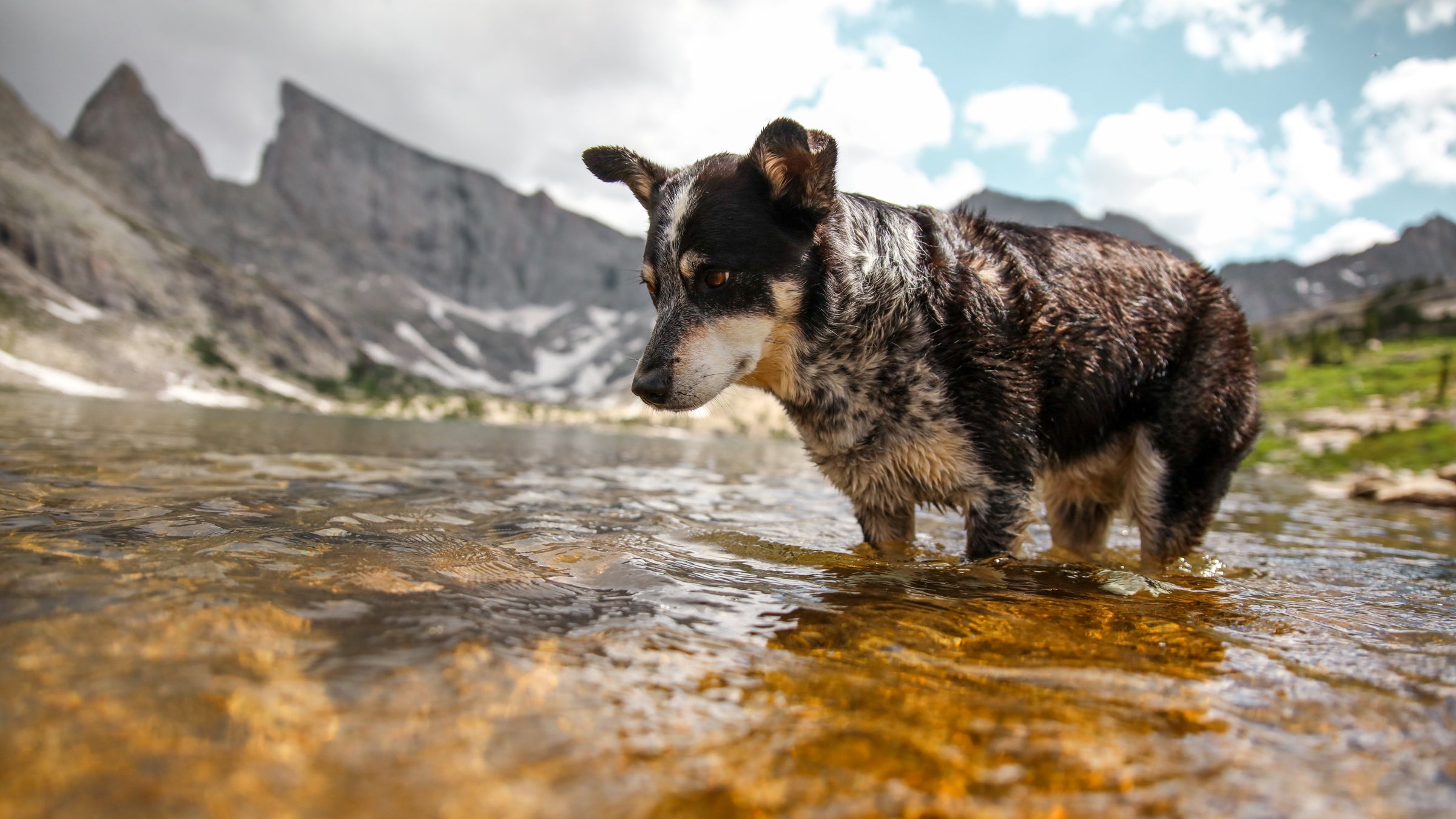 Here's what to look for when you think your dog is overheating.