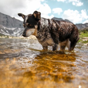 Here's what to look for when you think your dog is overheating.