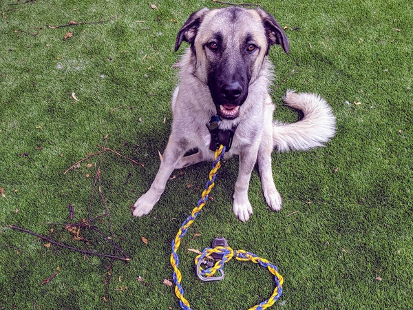 Teddy, an Anatolian Shepherd, just turned one-year old, and currently weighs 100 pounds.