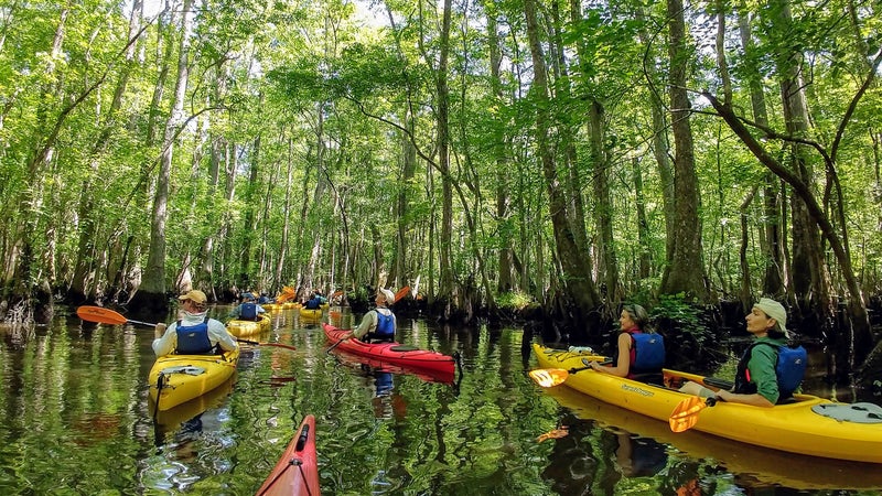 Kayaking through Four Holes Swamp