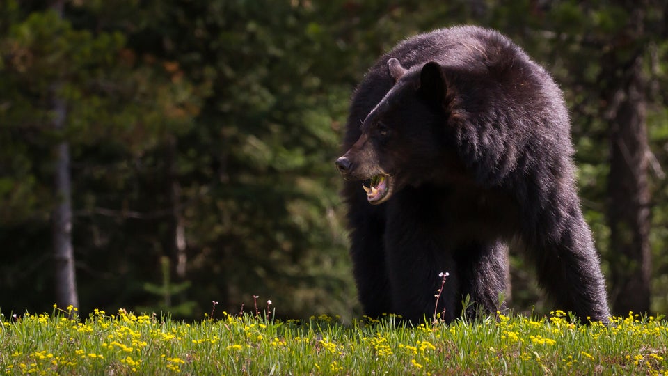 Man Attacked by Black Bear Kills It With an Axe