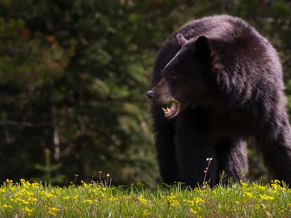 A black bear grazes on a hillside.