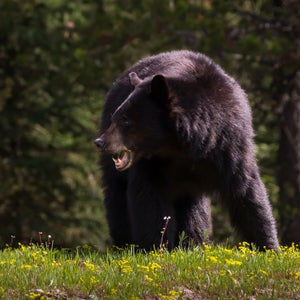 A black bear grazes on a hillside.