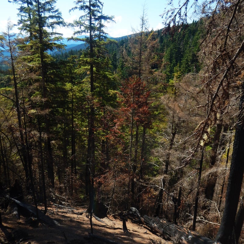The forest at the top of the slope where Woods was attacked