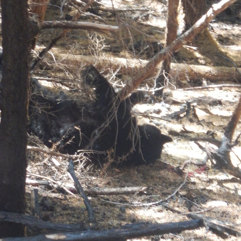 The wounded bear on its back at the bottom of the slope